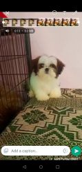Shihtzu pup 45 days old for sale