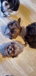 For sale shih tzue puppies