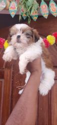 Top quality Shihtzu Puppies available male and female