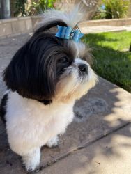 Male shih tzu ready for you