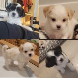 Shitzu/Maltese puppies