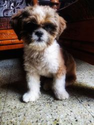 Shih Tzu puppy for sale !!