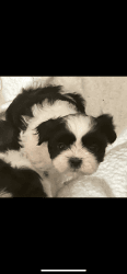 Shih Tzu puppies for Sale