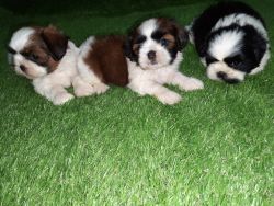 Shihtzu and Lhasa apso pups available