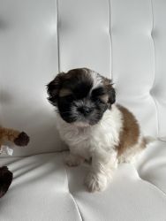 Pure bred Shih Tzu puppies for sale
