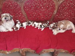 Tri colour show quality 7 puppies available lot