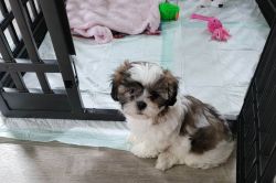 2 nine week old female Shit-tzu puppies for sale
