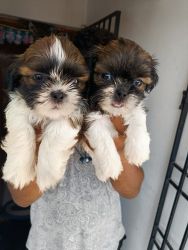 Shih Tzu puppies available in chennai
