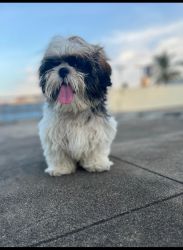 Zitsu tzu 4 months puppy for urgent sale