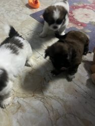 4 puppy shiihzu they are 40 days