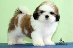 Shihtzu puppies for sale in chennai xxxxxxxxxx