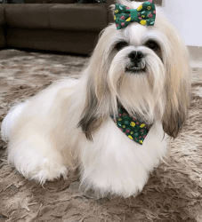 Shih Tzu male and femals available