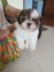 42 days shihtzu for sale,male pup