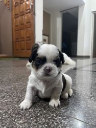 30 Days Quality Shih Tzu Cute Puppies for Sale P: xxxxxxxxxx