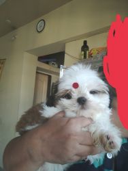Shitzu puppy want to sell deworming and vaccination r complete with pa
