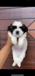 Shihtzu puppy for sale