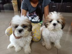 Good quality Shih Tzu selling for best prize.