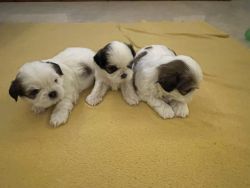 Shihtzu puppies that are vaccinated