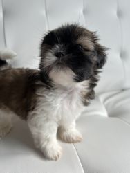 Shih Tzu puppy for sale, Washington DC
