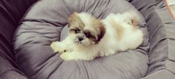 Female Shih Tzu puppy 3 months old vaccinated healthy Active