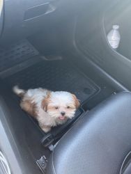 Mini shi tzu Looking for a new home