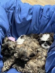 Awesome blue brindle with streaks of red shih tzu pups