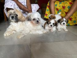 Shih Tzu available at very low price (Male & Female both)
