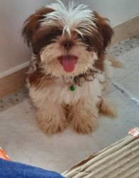 Shitzu pup for adoption