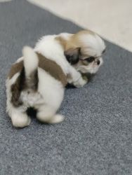Female Shih Tzu puppy for sale