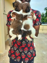 Shihtzu puppy available