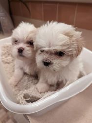 Female shichon puppies need a new home!!