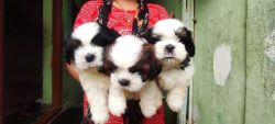 Male shih tzu puppies for sale in hyderabad excellant quality if anyon