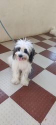 Lhasa Apso for sale
