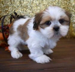 Adorable Shih Tzu puppies available for adoption