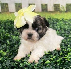 Shih Tzu puppies available for Xmas