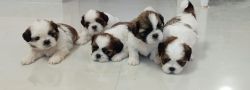 Cute Shit-zu puppies are ready for their new home!!