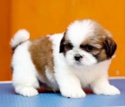 Shihtzu puppies available in chennai