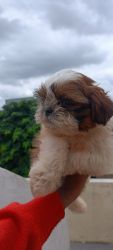 Shihtzu Male Puppy Available ✨ For Sweet home