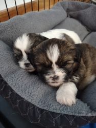 Adorable shihtzu bishon male puppies for sale