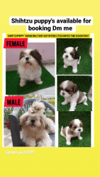 Shihtzu puppy's sale