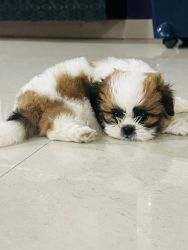 Male shih tzu puppy available