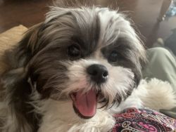Adorable 6 month old Shih Tzu. Tri color. All vet requirements done.