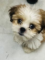 Shih Tzu for sell
