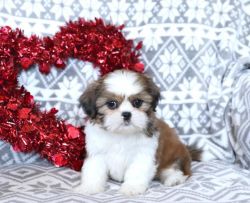 Healthy Shih Tzu Puppies Available