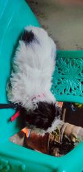 Shizuka:-Shih Tzu puppy of 2months old.White and black colour female