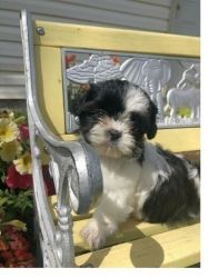 Teacup Shih Tzu Puppies available for re-homing