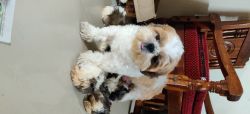 Shih Tzu puppies top quality pure breed