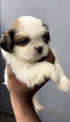 Shih Tzu Puppies Available at Low price in Bangalore