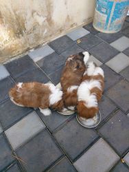 Shihtzu puppies for sale