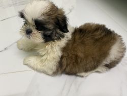 35days old Shiju Tzu puppy for sale in Porur